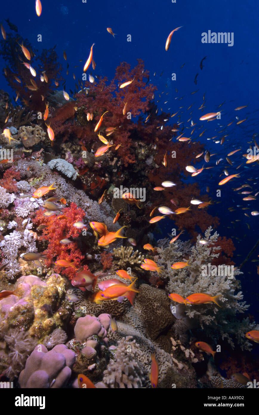 soft corals and reef fish in the Red Sea Stock Photo