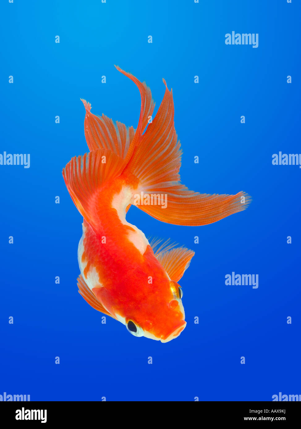 fan tail gold fish Stock Photo