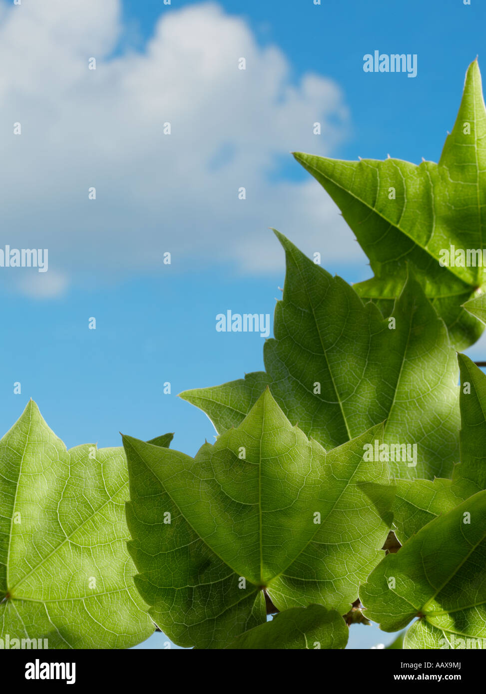 ivy leaves and sky Stock Photo - Alamy
