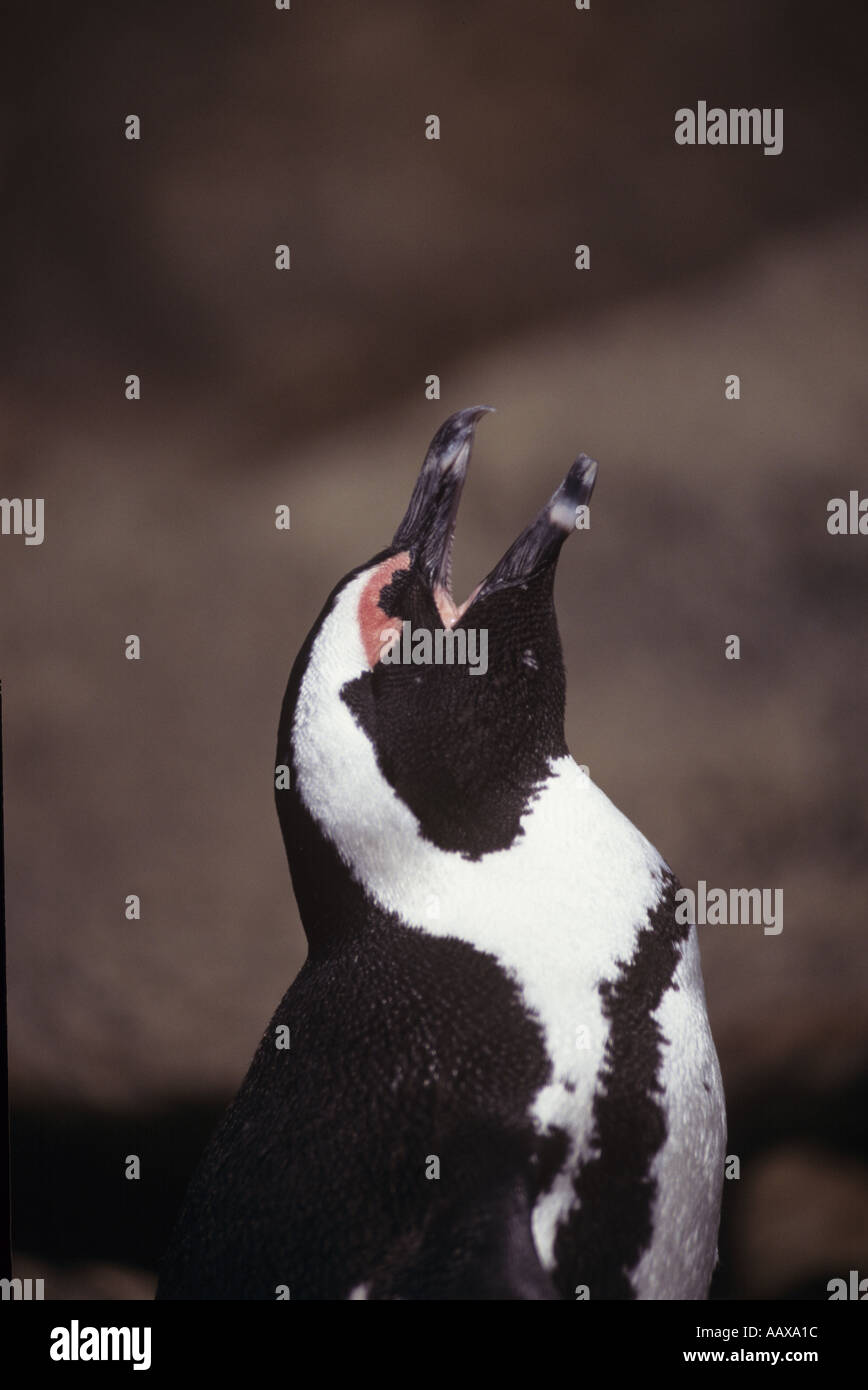 crying Jackass penguin in South Africa Stock Photo