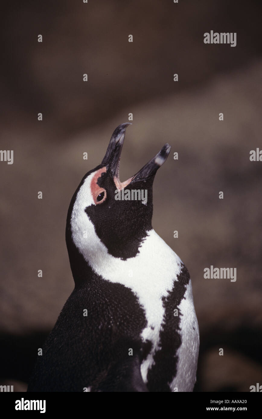 crying Jackass penguin in South Africa Stock Photo