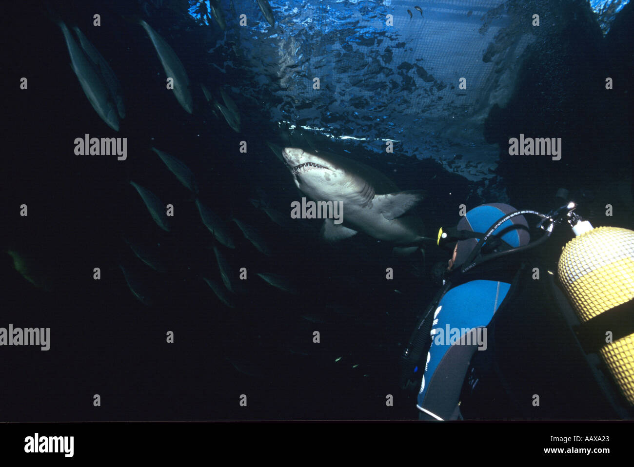 Diver in Two Ocean Aquarium Shark Tank with Sand Tiger Shark Stock Photo