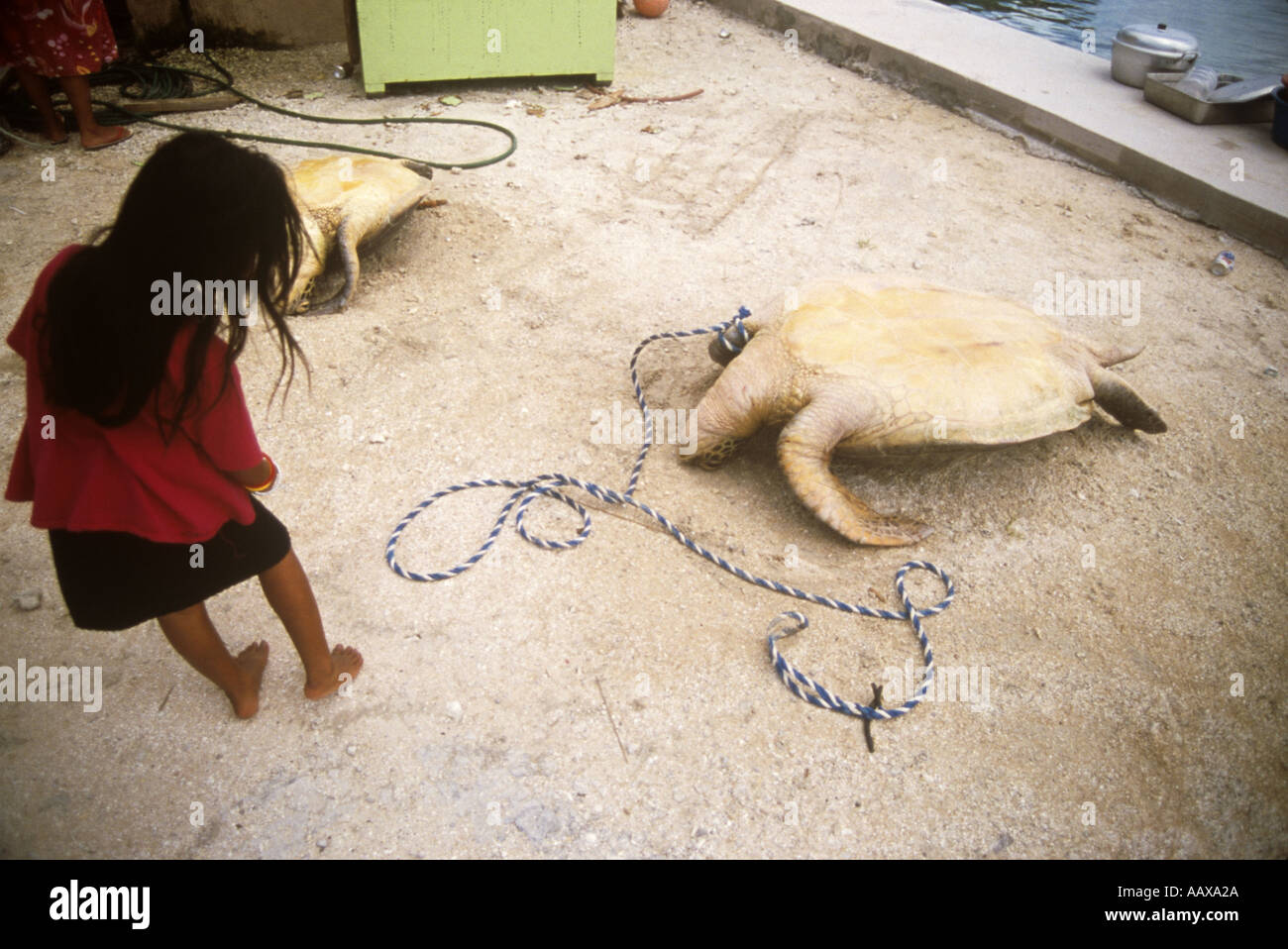 girl and turtles caught for food in the western pacific Matt Harris Stock Photo