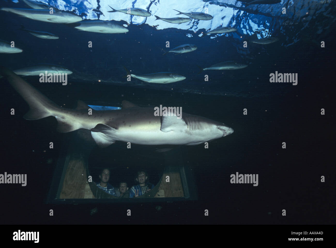Sand Tiger or Raggie shark at Two Oceans Aquarium in South Africa  Stock Photo