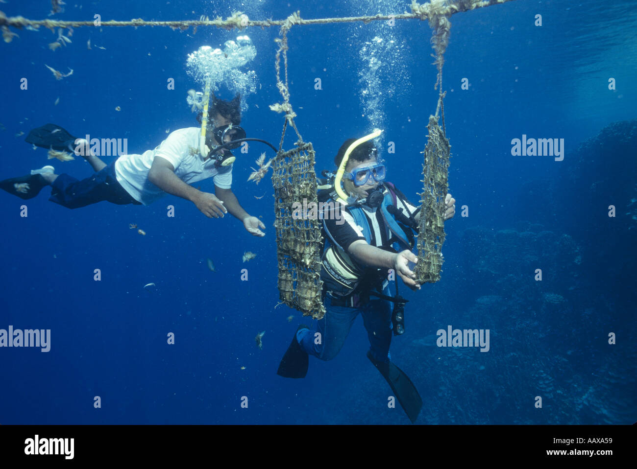Pearl Divers farming black pearls with one diver sharing the others octopus Stock Photo