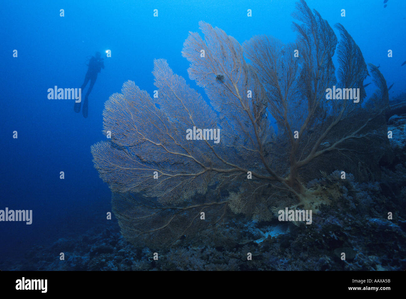 diver and gorgonian coral sea fan in the western pacific Stock Photo