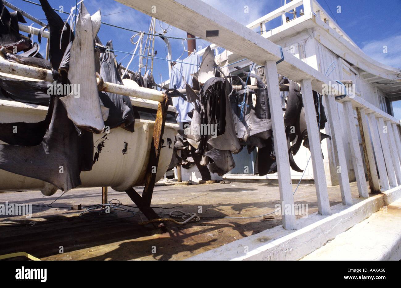 sharkfins drying on fishing vessel Stock Photo