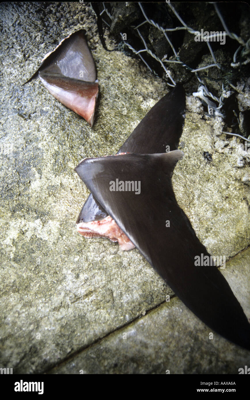 severed shark fins on dock Stock Photo