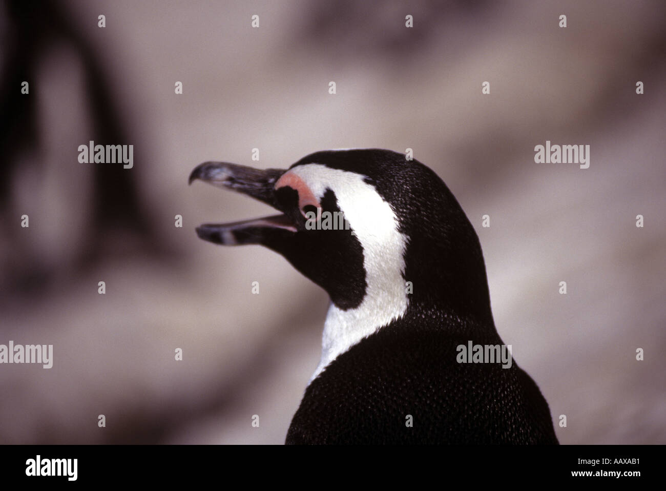jackass penguin South Africa Stock Photo