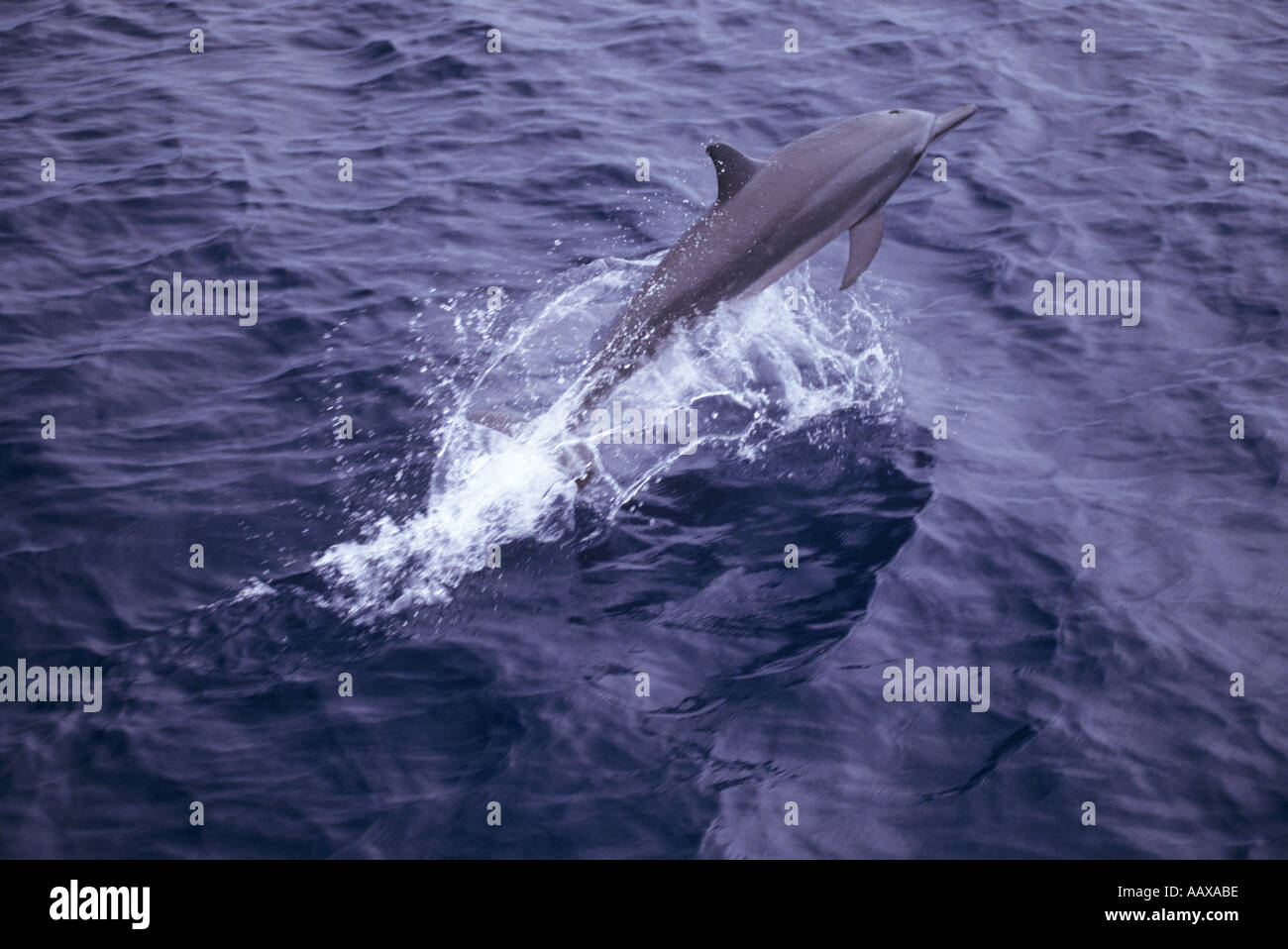 leaping spinner dolphin Stock Photo