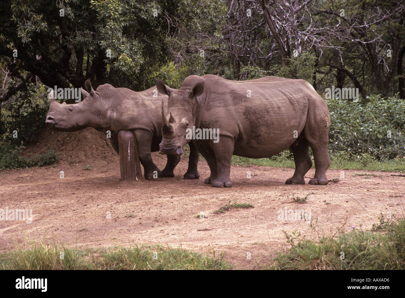 Rhinos in Hluhluwe game park in Zululand Stock Photo