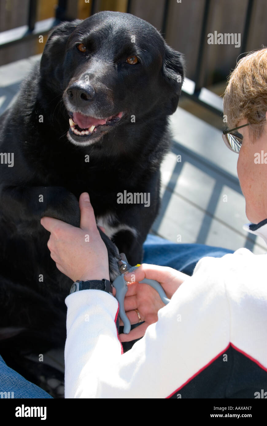 Dog getting nails trimmed Stock Photo Alamy
