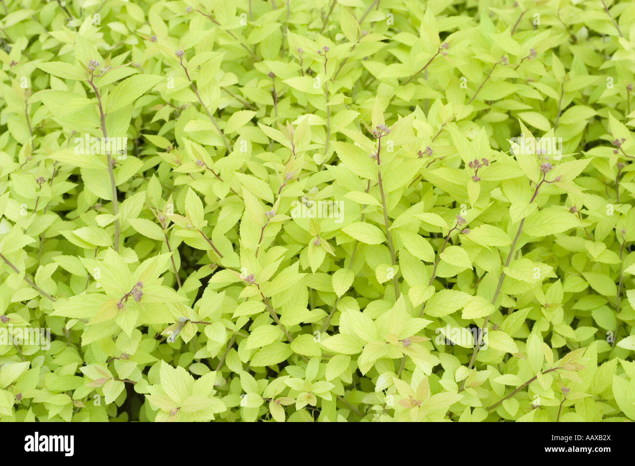 Young green yellow spring leaves of Japanese meadowsweet - Spiraea Japonica var Golden Princess, Japan Stock Photo