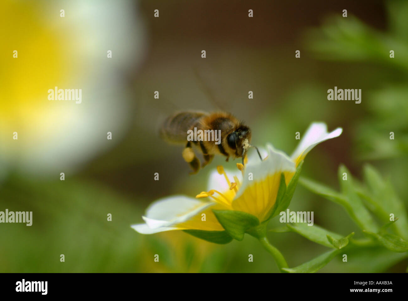 Bee in flight gathering nectar Stock Photo