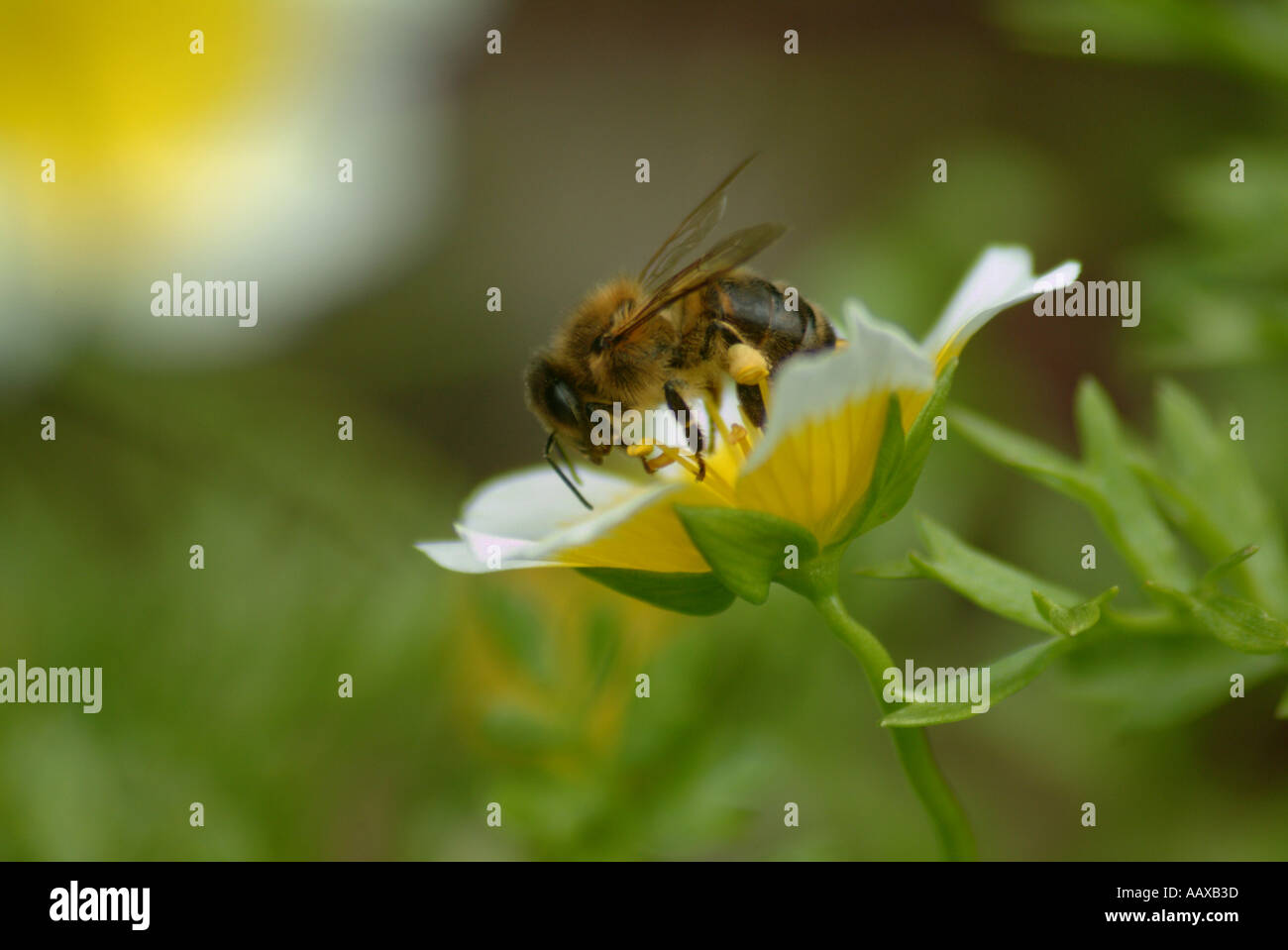Bee on flower gathering nectar Stock Photo