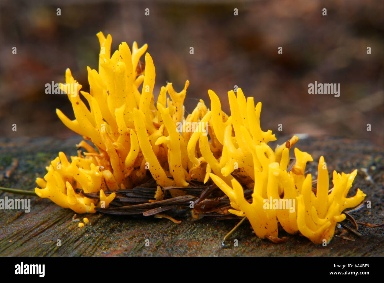 ENGLAND Worcestershire Wyre Forest Yellow Antler Fungus Calocera Viscosa growing in forestry commission woodland Stock Photo