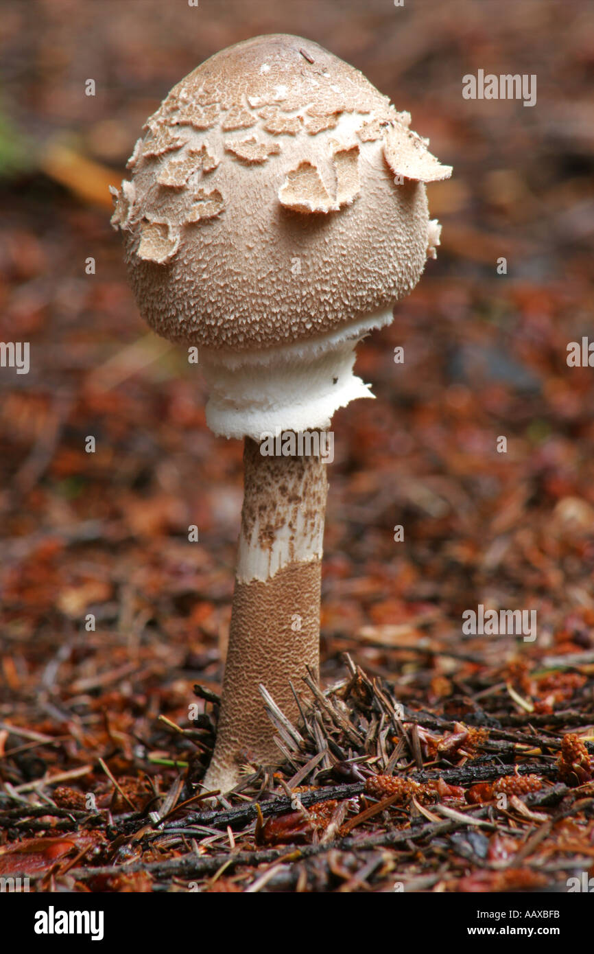 England, Worcestershire Wyre Forest. Autumn shot of un-identified fungi / mushroom / toad stool. Stock Photo