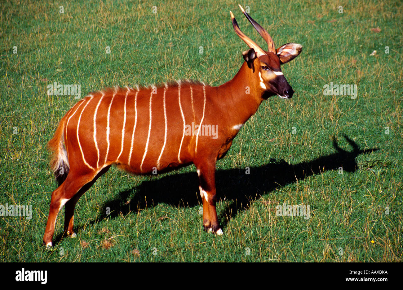 Bongo Antelope.  Scientific name - Tragelaphus euryceros Stock Photo