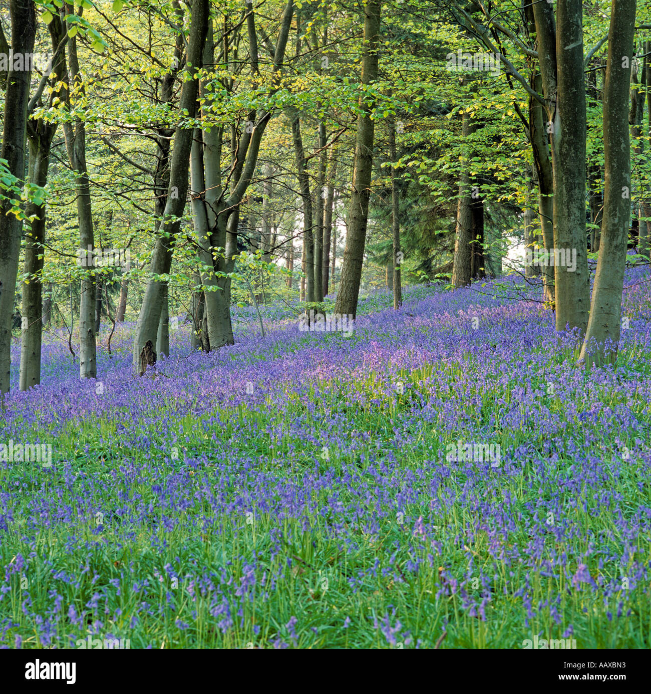 Broadleaf trees hi-res stock photography and images - Alamy