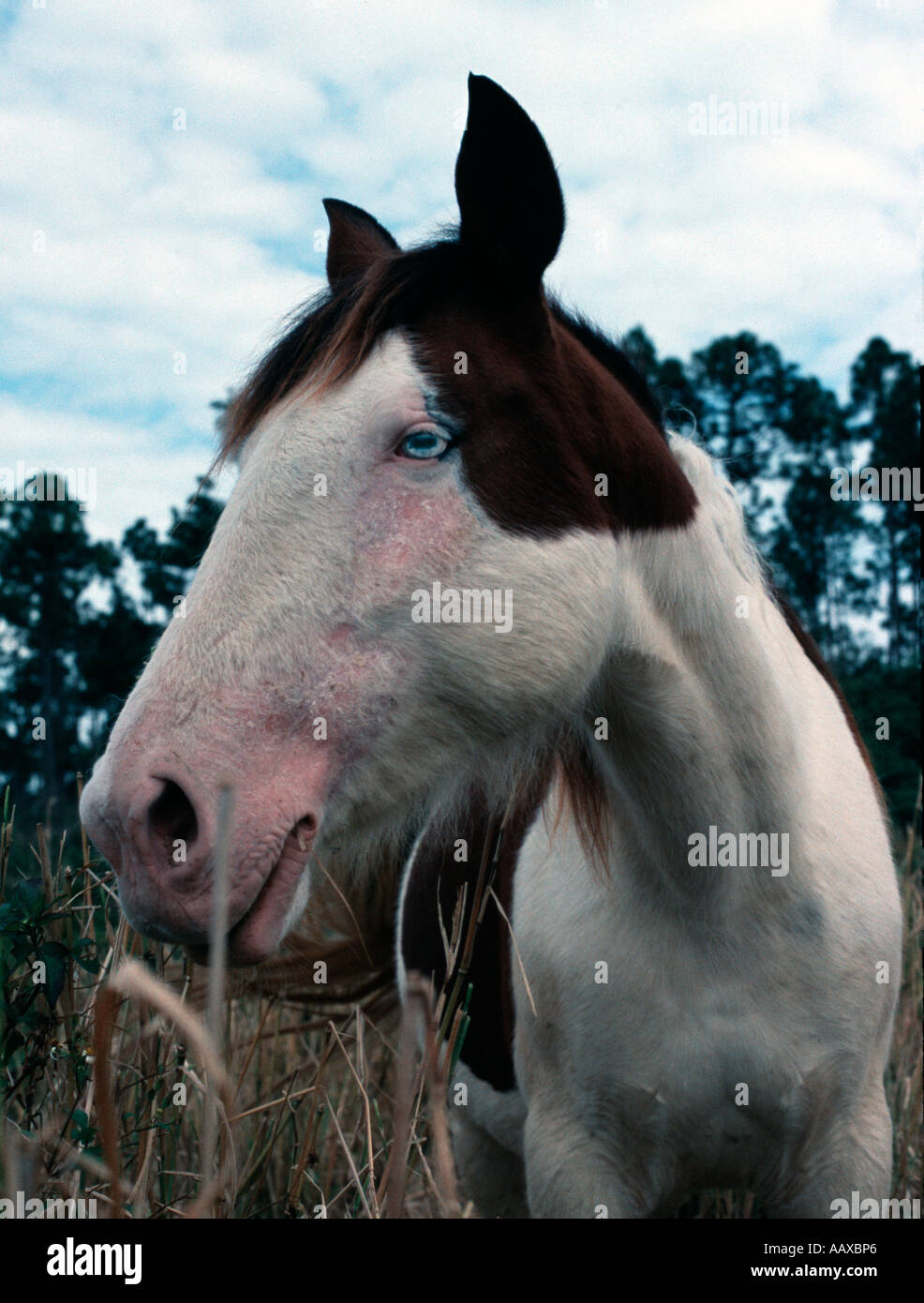 Abaco island wild horse hi-res stock photography and images - Alamy