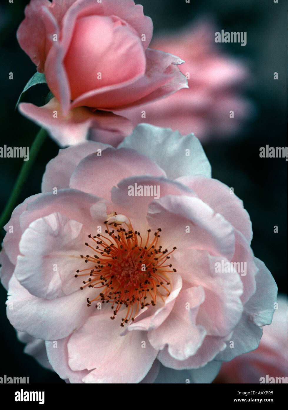 Shrub rose, Rosa Penelope, Planting Fields Arboretum, Oyster Bay, New York, USA Stock Photo