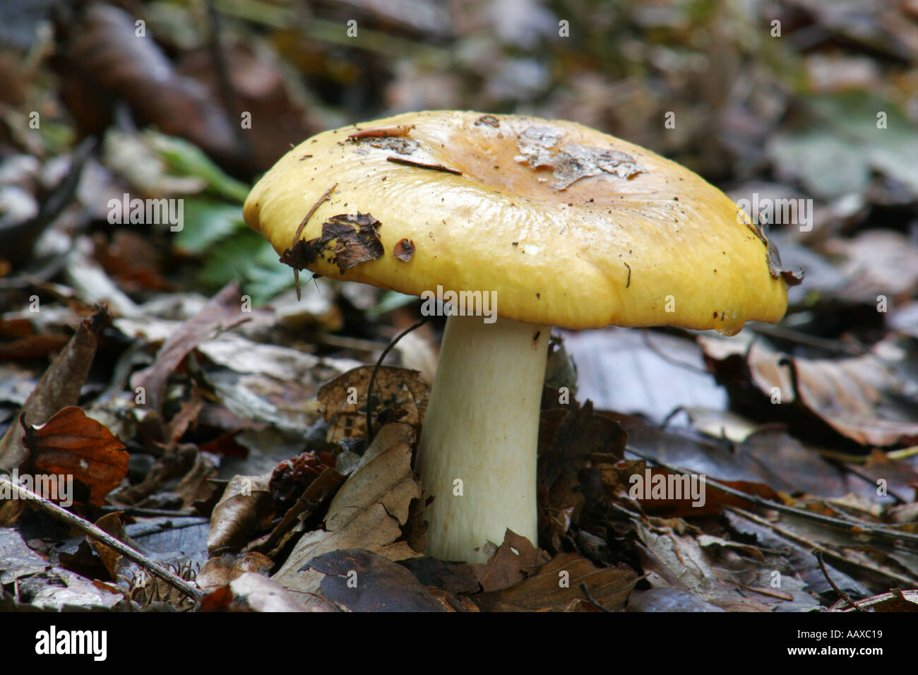 ENGLAND Staffordshire Kinver Common, Autumn shot of un-identified fungi / mushroom / toad stool. Stock Photo