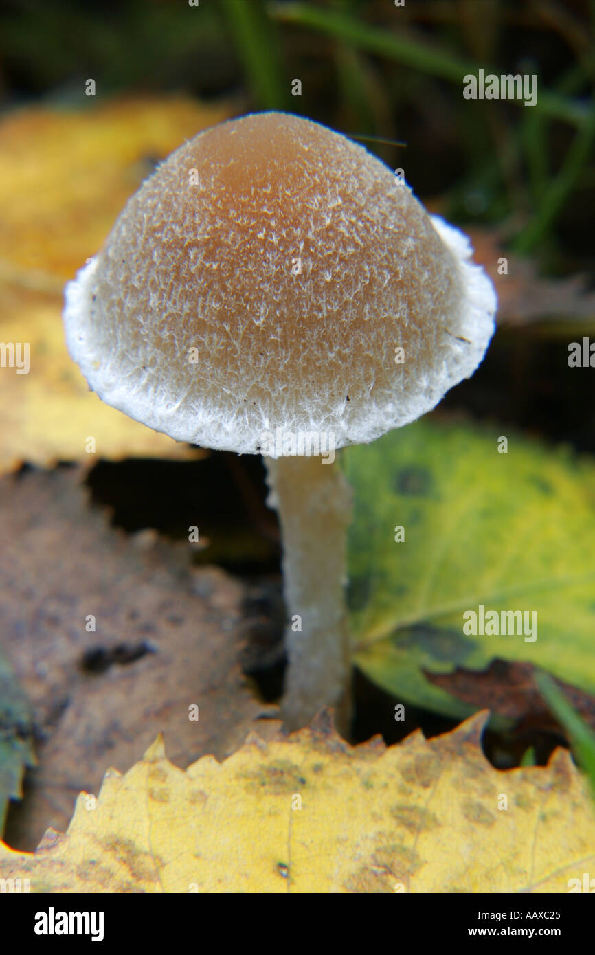 ENGLAND Staffordshire Kinver Common, Autumn shot of un-identified fungi / mushroom / toad stool. Stock Photo