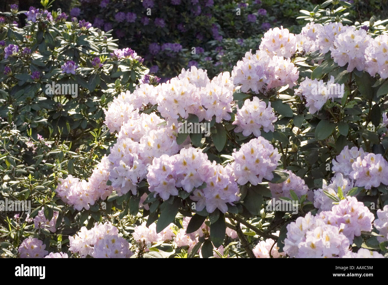 rhododendron buxbom Rododendron 'Bloombux'  Zetas Trdgrd