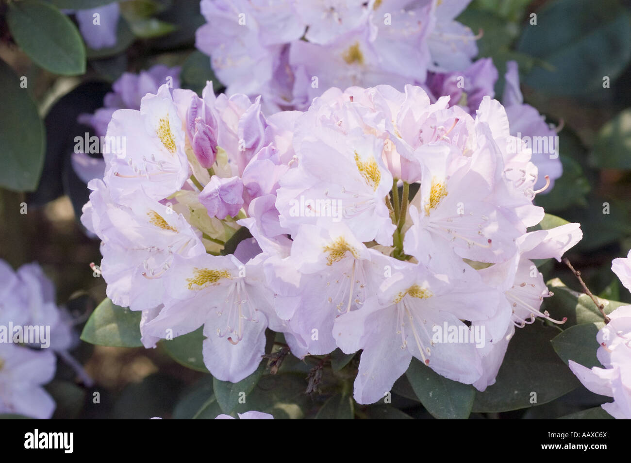 Rhododendron catawbiense var genoveva hi-res stock photography and images -  Alamy