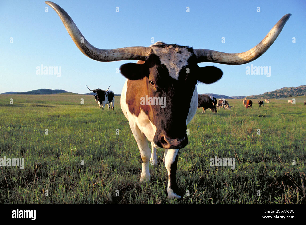 Elk279 1769 Oklahoma Wichita Mts NWR Texas Longhorn cattle Stock Photo