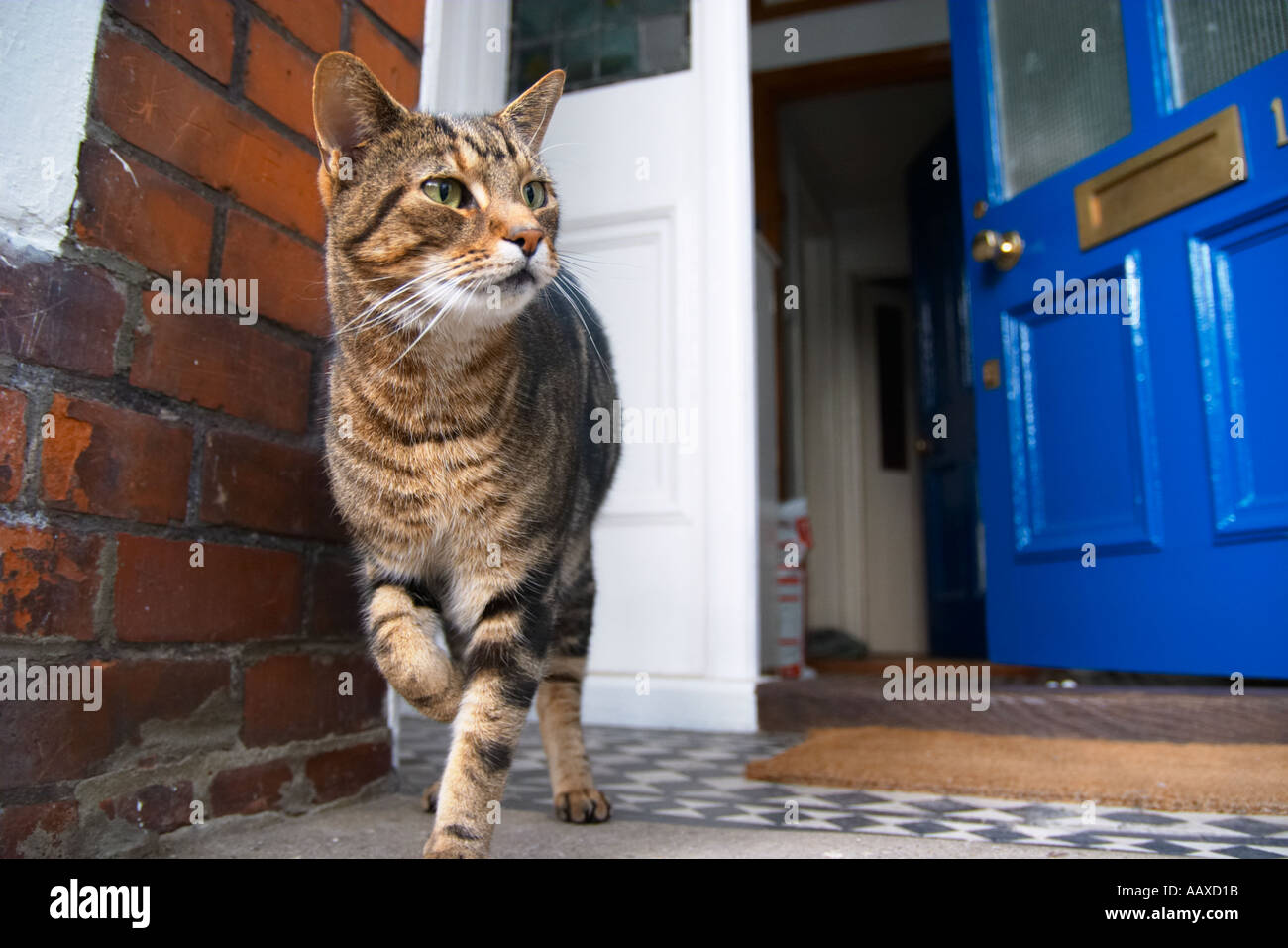 curious cat lifts his paw Stock Photo Alamy