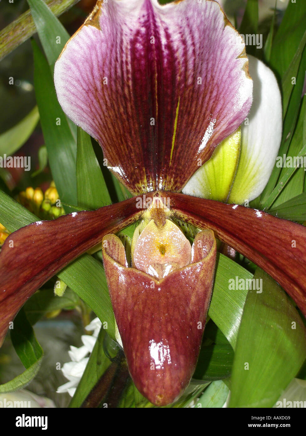 Red and pink Paph Orchid tropical flower profile Stock Photo