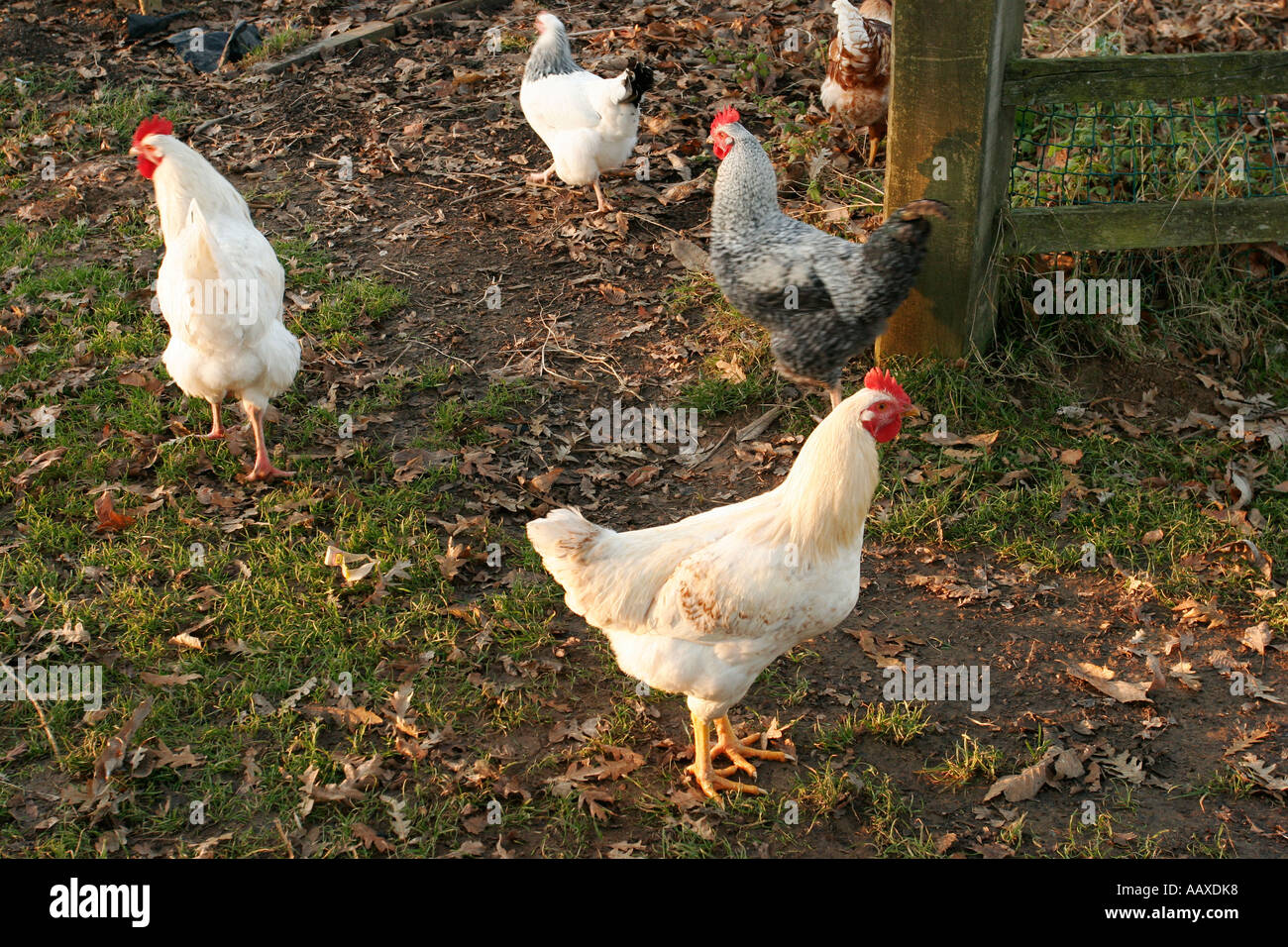 Free range chickens Hampshire England Stock Photo Alamy