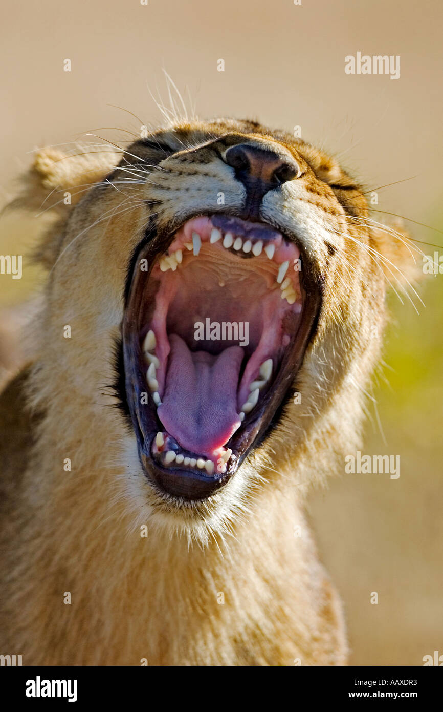 Roaring lion at Masuwe Estate Victoria Falls Zimbabwe Stock Photo Alamy