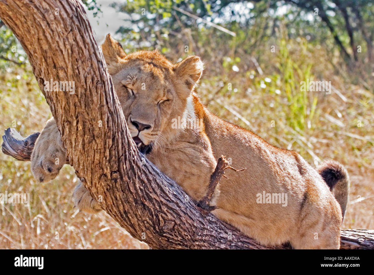 Reclining hunter hi-res stock photography and images - Alamy