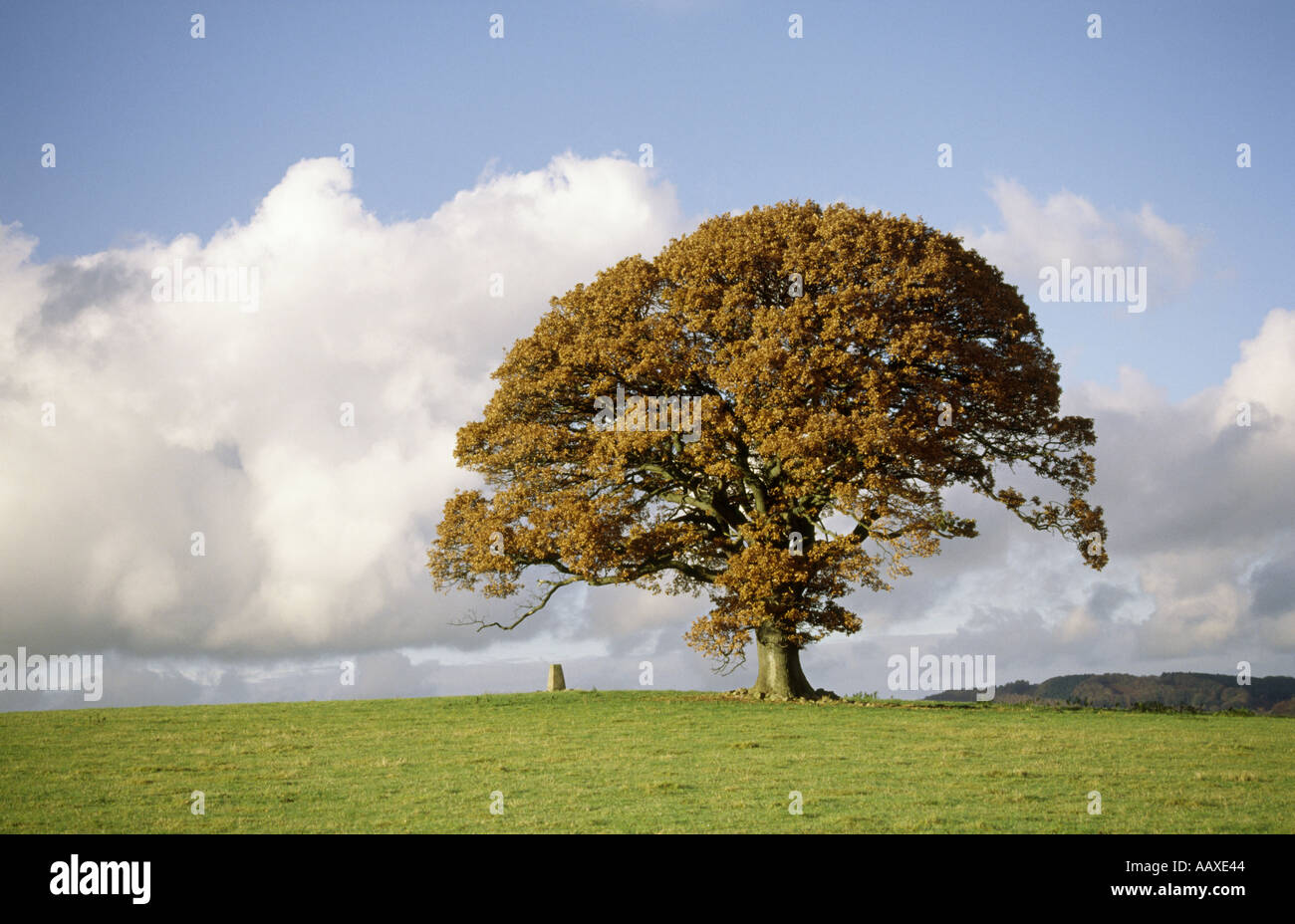 Sessile oak tree uk autumn hires stock photography and images Alamy