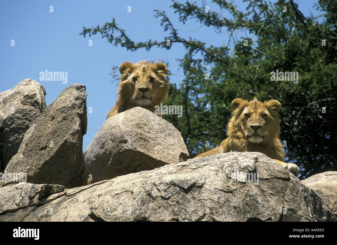 Two powerful young lions with a well developed manes look down from amongst the rocks on top of a rock kopje in the Serengeti Na Stock Photo