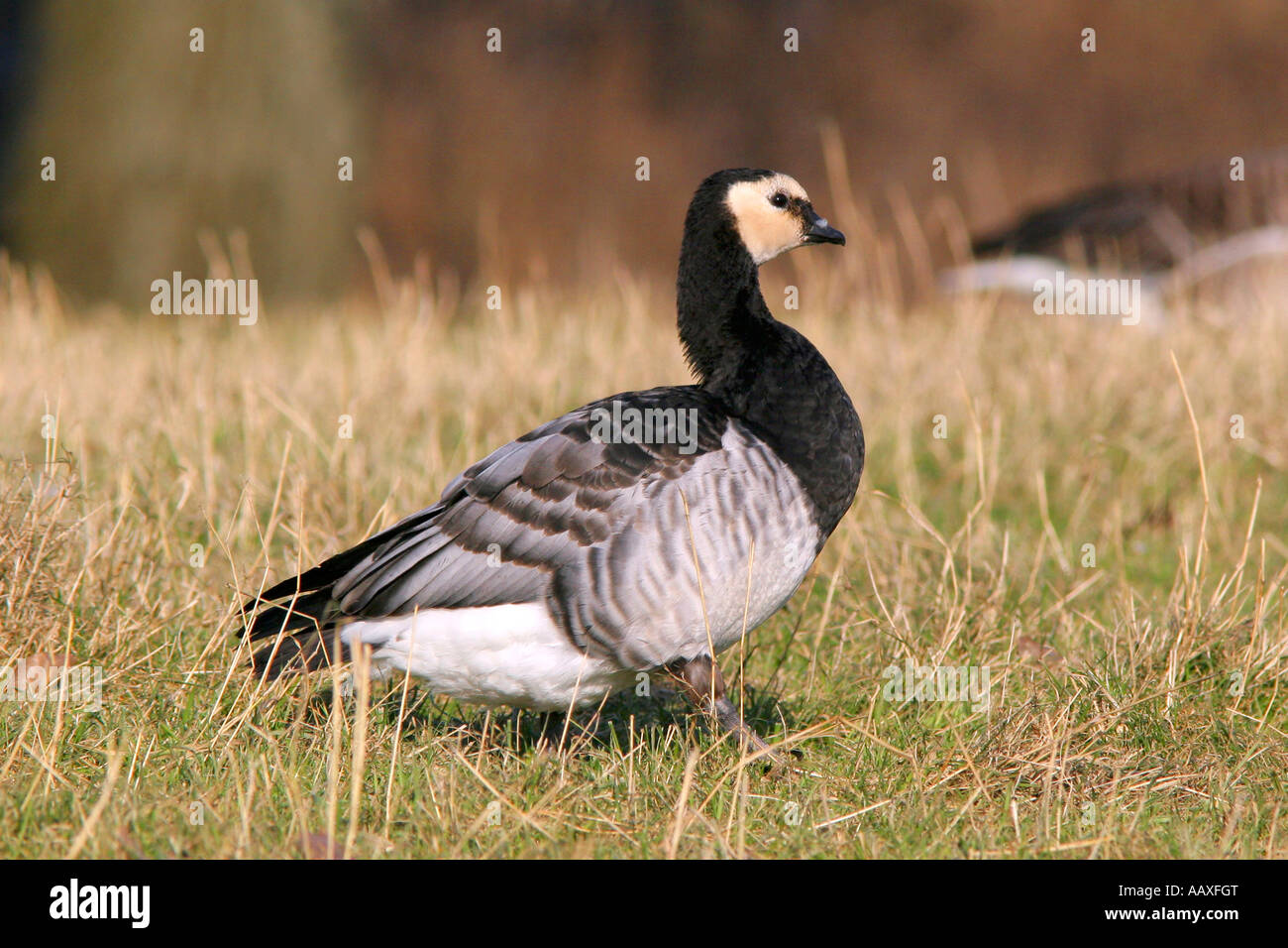 Tiere Voegel Gaensevoegel Weisswangengans auf Futtersuche Animal Bird Goose Branta leucopsis Stock Photo