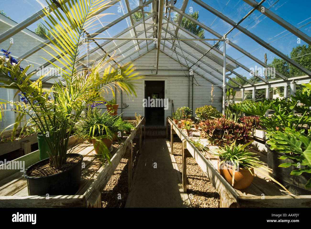 Inside a greenhouse Stock Photo