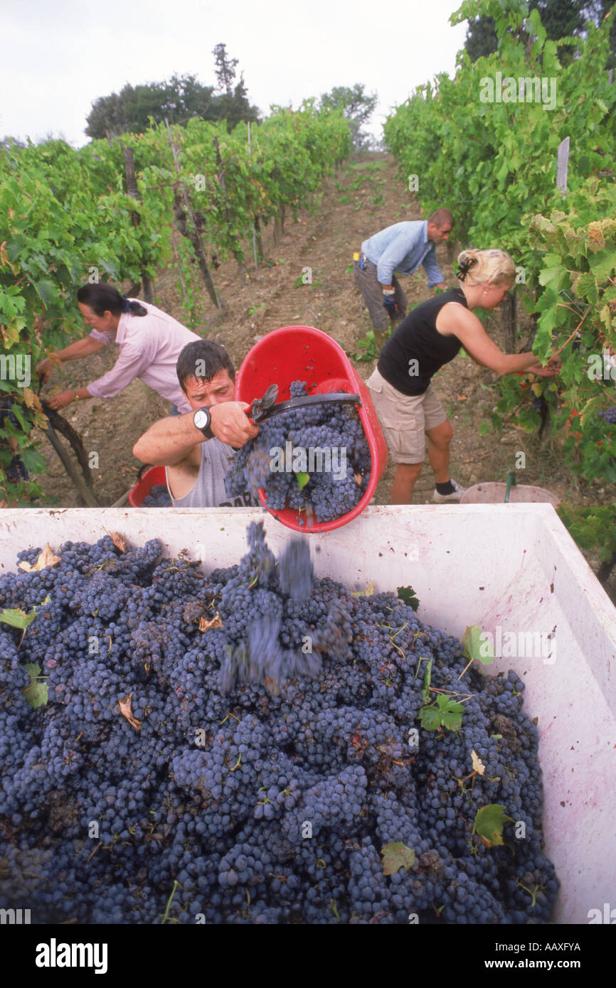 Young adults helping pick grapes in Tuscany at Terreno Vineyards during harvest season in Italy Stock Photo
