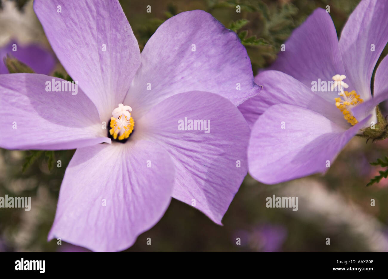 A macro color horizontal image of two purple hibiscus flowers with yellow anthers and white stigma Stock Photo