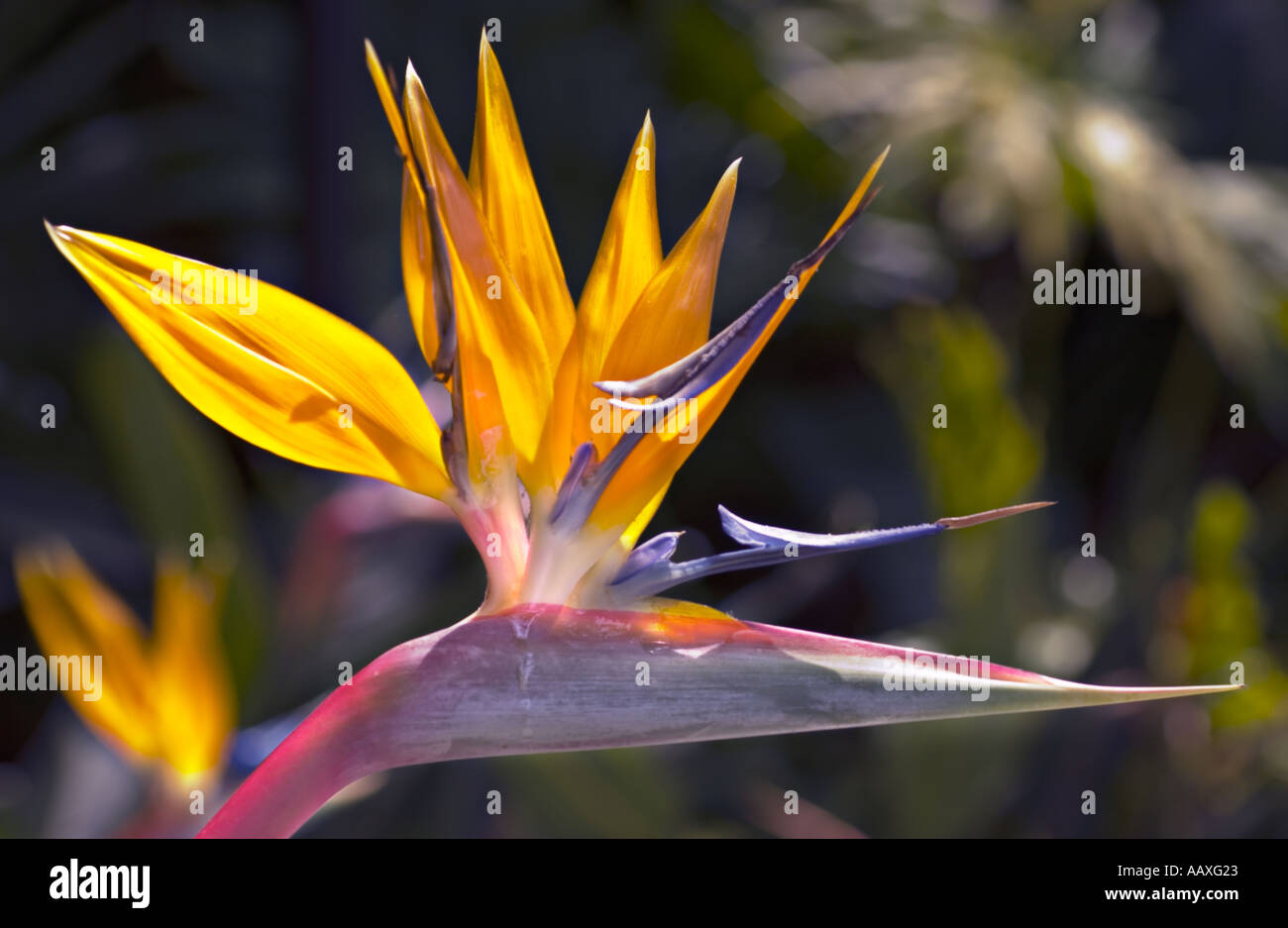 Color horizontal photo of a perfect sun lit bird of paradise flower Stock Photo