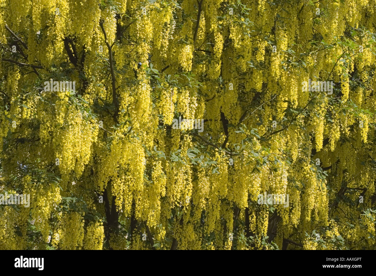 Yellow spring flowers of Common Laburnum Laburnum anagyroides Stock Photo Alamy