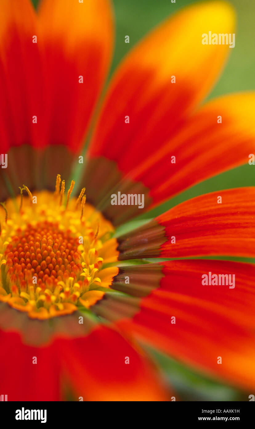Flowers Gazania Talent Compositae Asteraceae a vigorous perennial with highly ornamented leaves Stock Photo