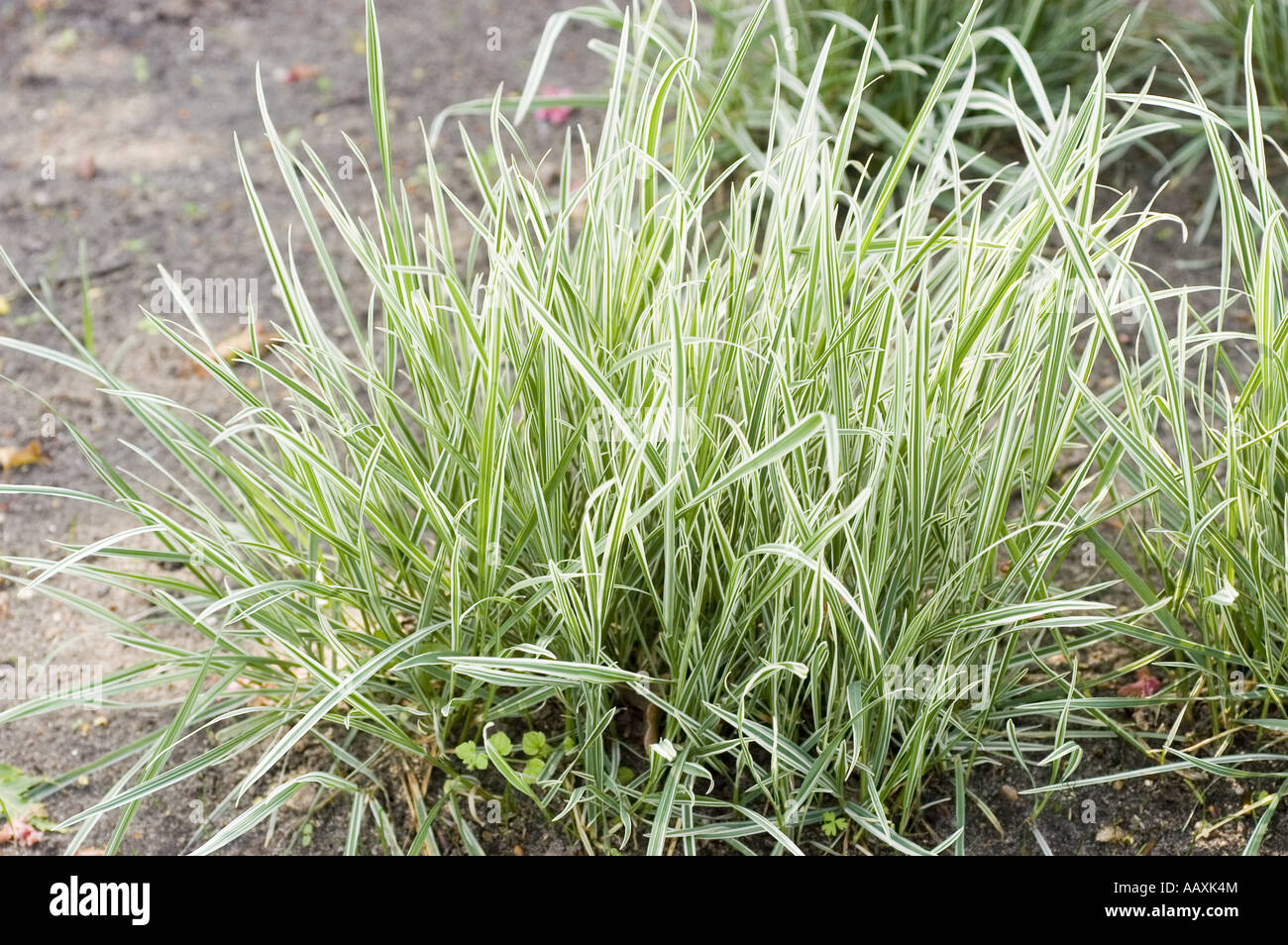 Spring green plant of False oat or onion couch Gramineae