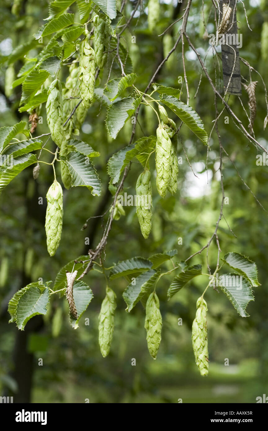 Leaves and large catkins of Heartleaf hornbeam - Corylaceae - Carpinus Cordata, Japan, Korea and China Stock Photo