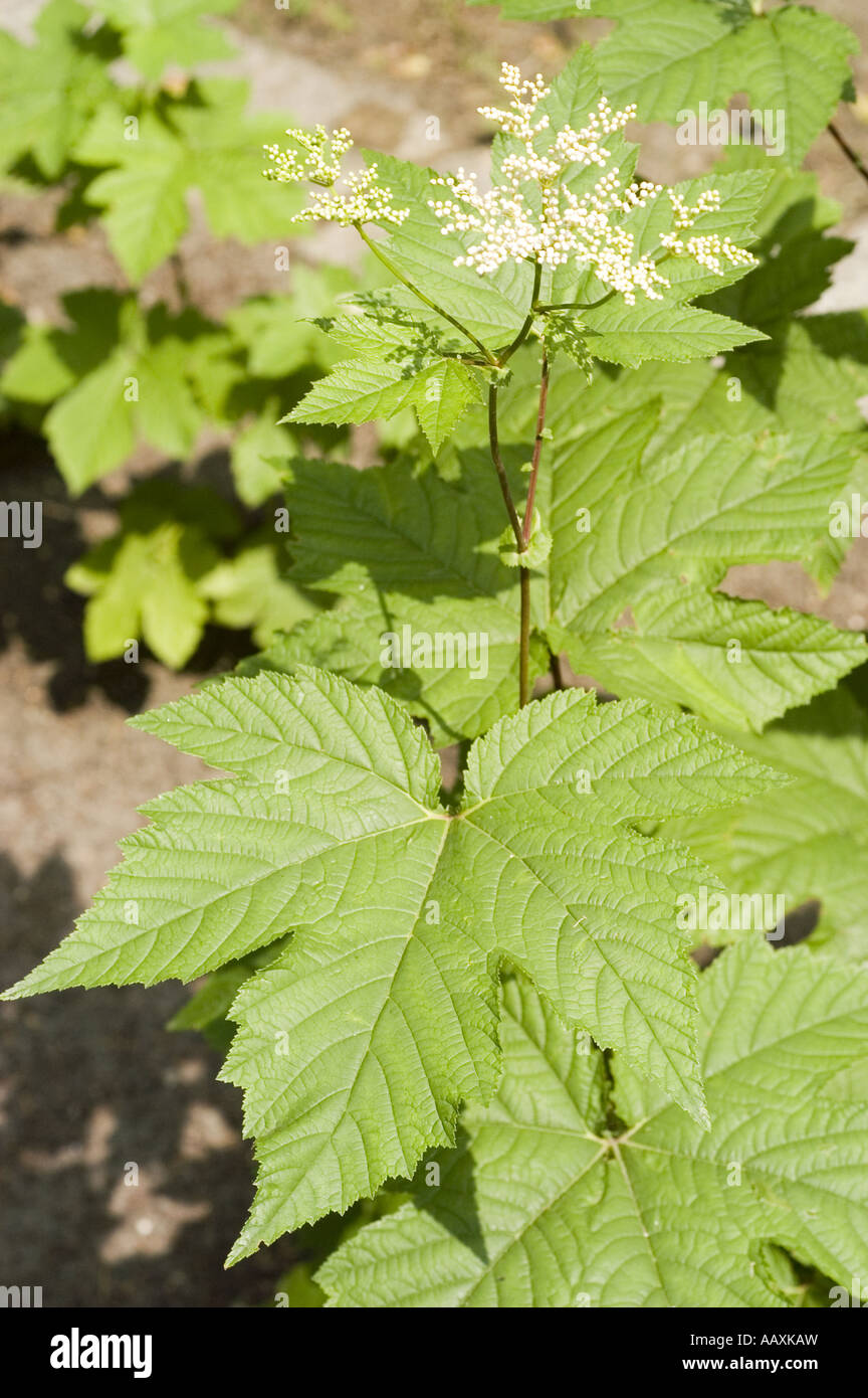 Ingredient Filipendula Glaberrima  