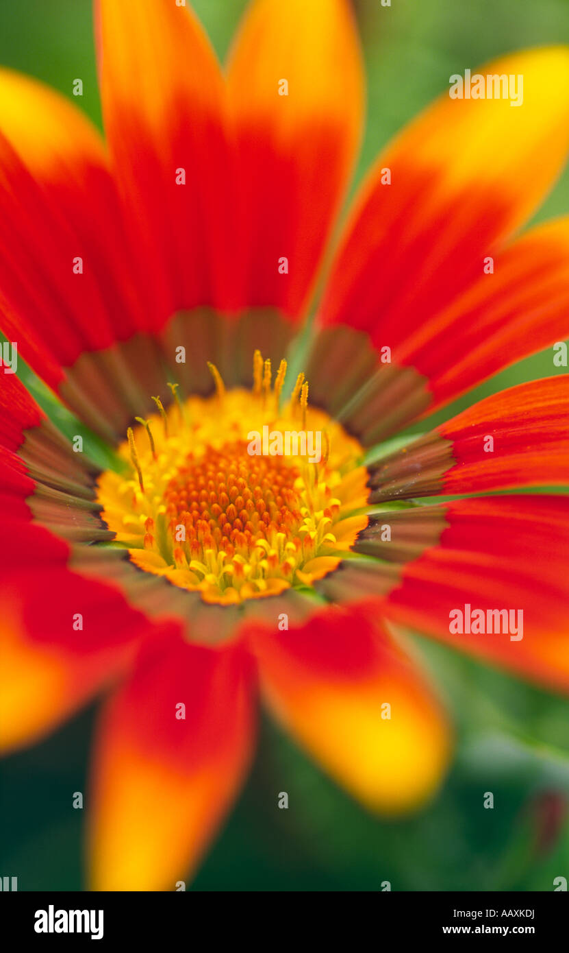 Flowers Gazania Talent Compositae Asteraceae a vigorous perennial with highly ornamented leaves Stock Photo