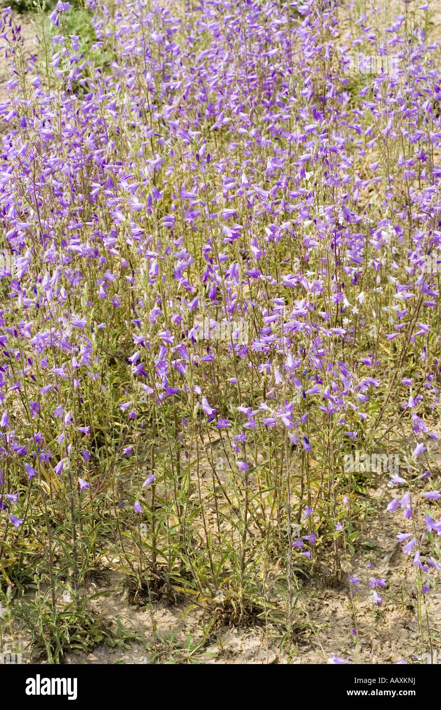Many violet spring flowers of Siberian bellflower - Campanula sibirica, Siberia Stock Photo