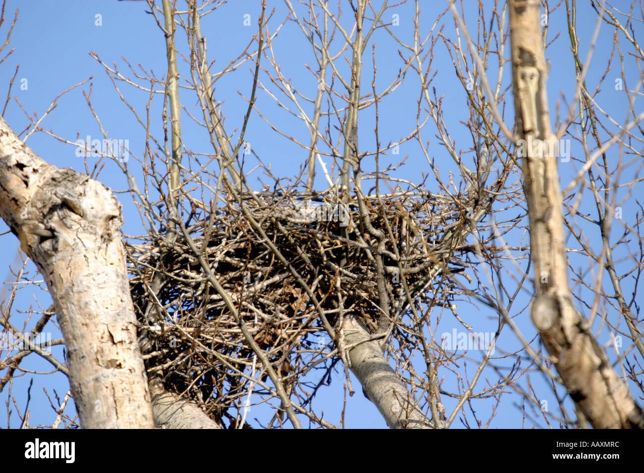 Messy birds nest hires stock photography and images Alamy